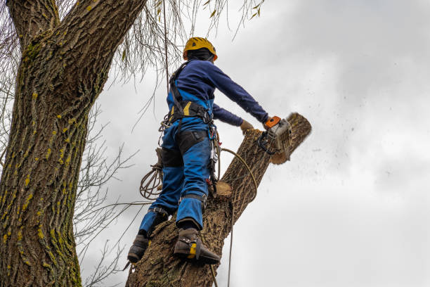 Reliable Brookdale, SC Tree Service Solutions